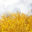 Free Nature Stock • Royalty